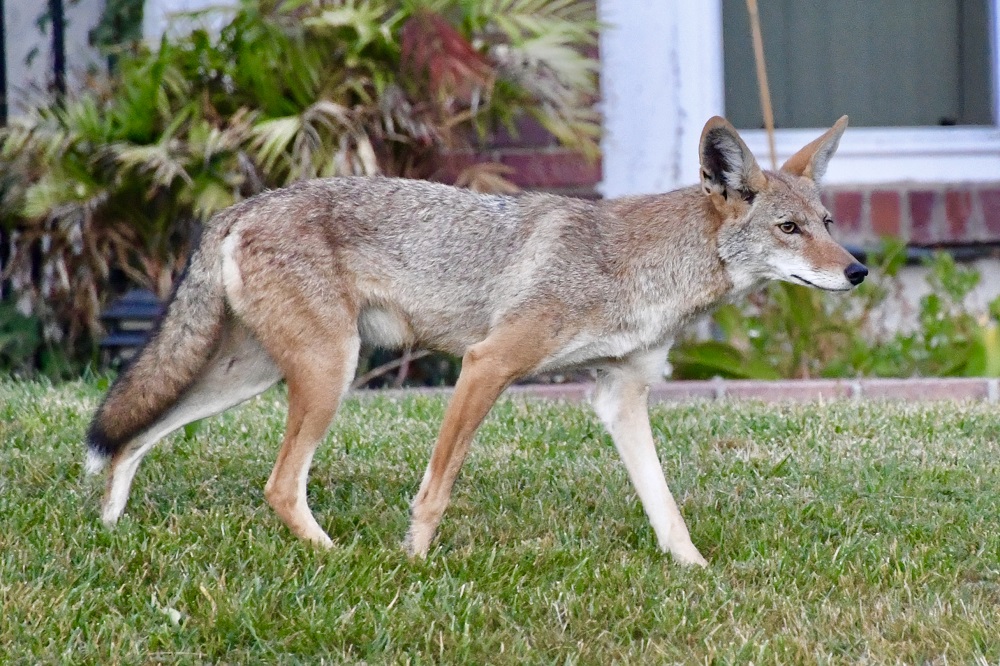 Sun Photo A00033 Coyote on neighbor's lawn